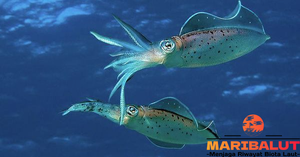 Cumi-Cumi: Mengungkap Habitat Dan Adaptasi Unik Di Lautan