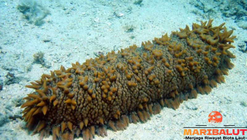 Timun Laut Mematikan: Ancaman di Bawah Laut
