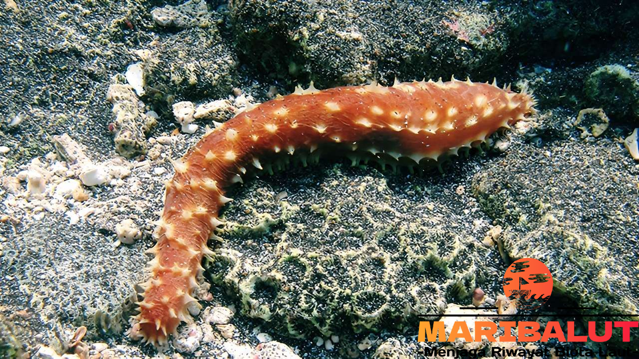 Timun Laut Mematikan: Ancaman di Bawah Laut