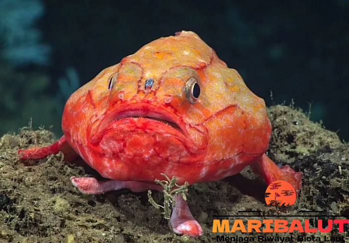 Coffinfish: Menyelami Habitat Asli Ikan Misterius di Laut Dalam