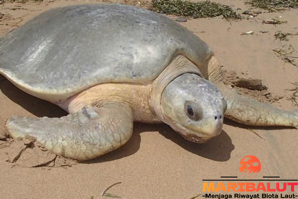 Penyu Pipih: Menjelajahi Habitat Asli di Terumbu Karang Australia