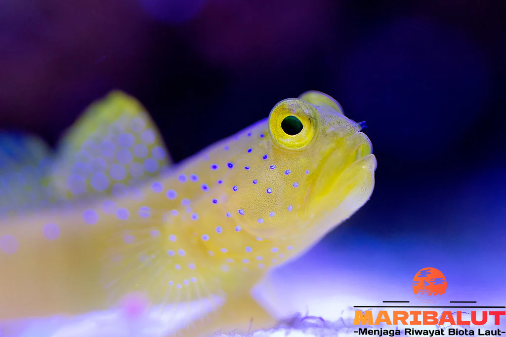 Ikan Bunglon Pengamat: Habitat Aslinya Kemampuan Kamuflase