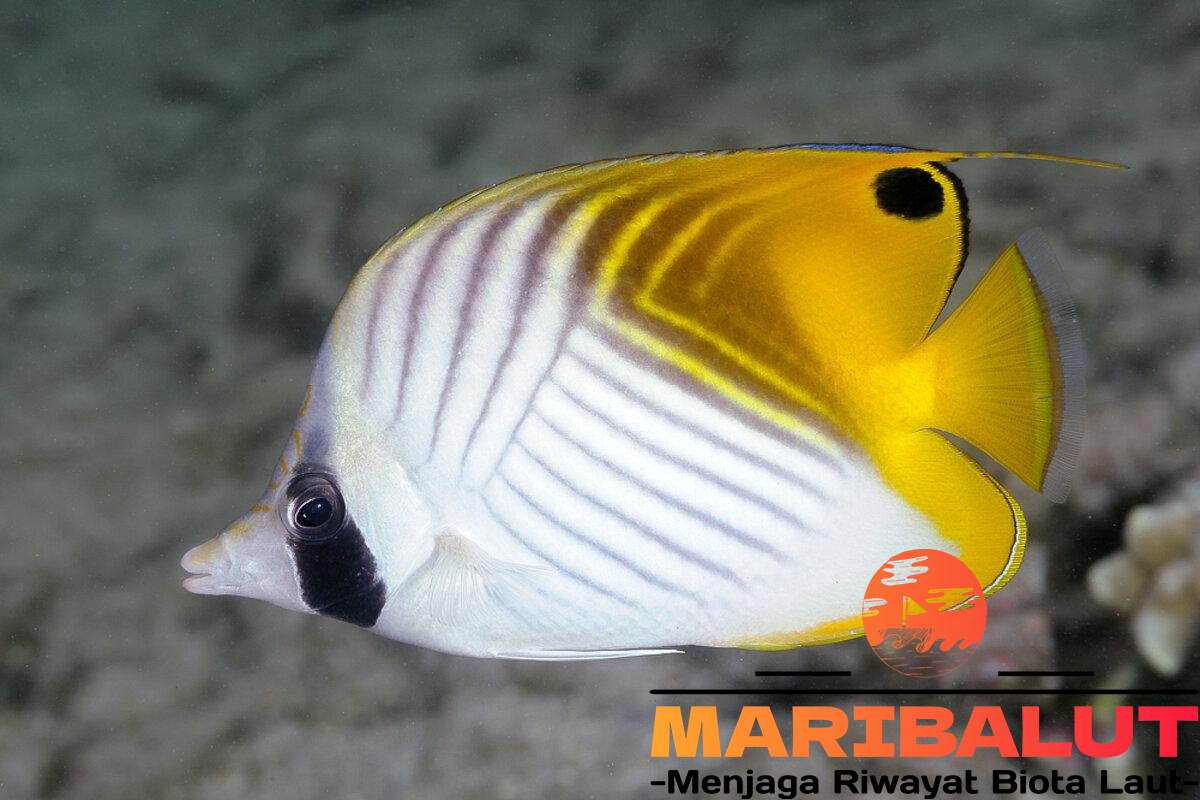 Ikan Butterfly Fish: Habitat, Makanan, dan Perilakunya