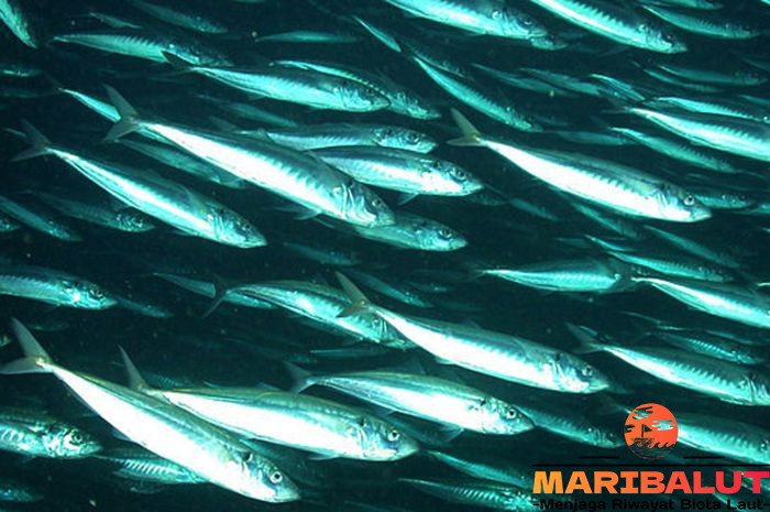 Ikan Mackerel: Dari Lautan Tropis hingga Samudera Atlantik