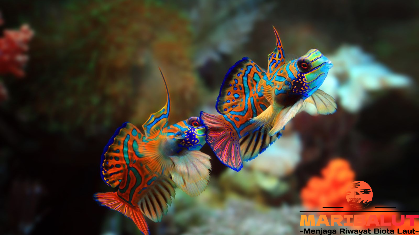 Ikan Mandarin: Keindahan Mandarinfish Di Terumbu Karang