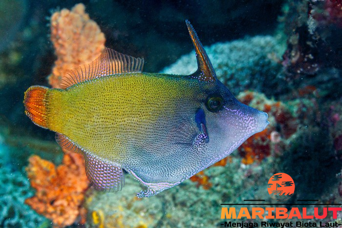 Ikan Sonang: Temukan Kehidupan Uniknya di Perairan Indonesia