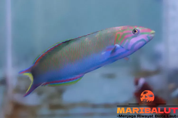 Ikan Wrasse: Keunikan, Habitat, dan Manfaatnya Ekosistem Laut