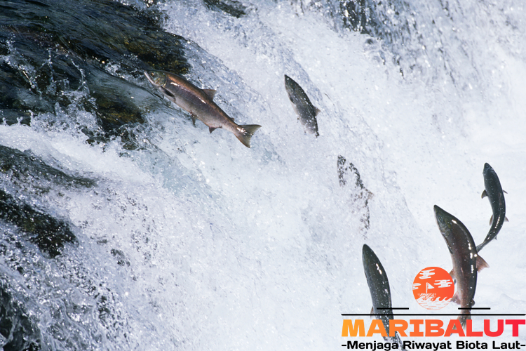 Ikan Salmon: Siklus Hidup Unik di Laut dan Sungai