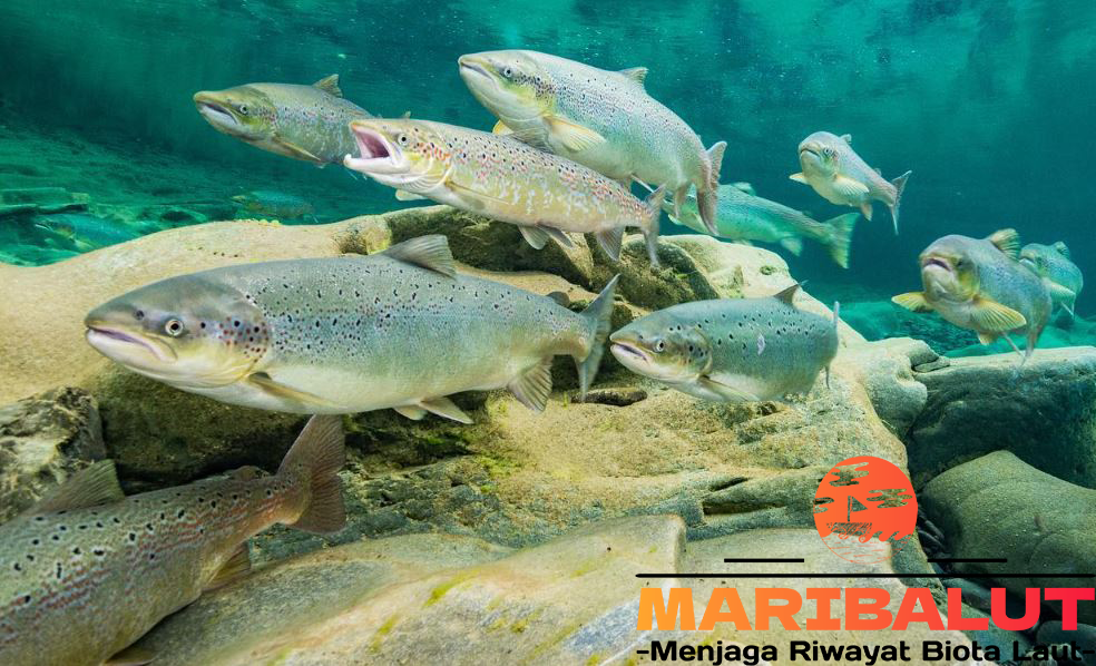 Ikan Salmon: Siklus Hidup Unik di Laut dan Sungai
