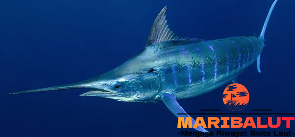 Ikan Marlin: Kenapa Hanya Ditemukan Di Perairan Tertentu