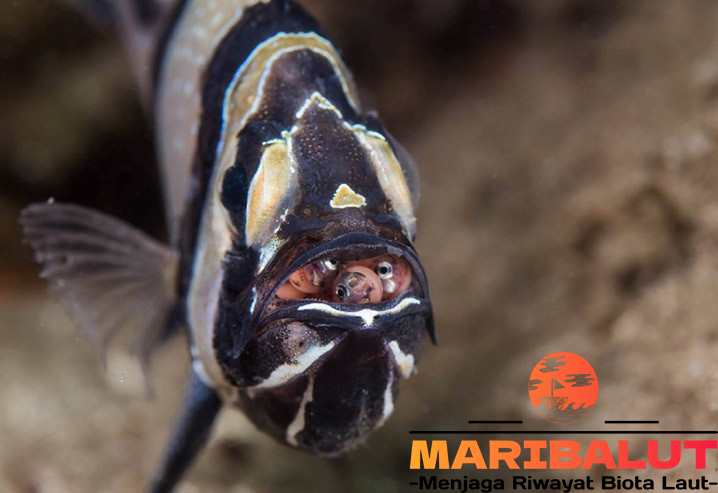 Ikan Banggai: Keindahan dan Cara Merawat Ikan Endemik