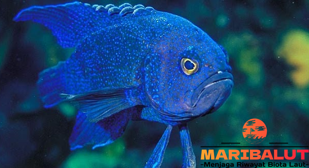 Blue Devil: Ikan Eksotis dengan Warna Menawan