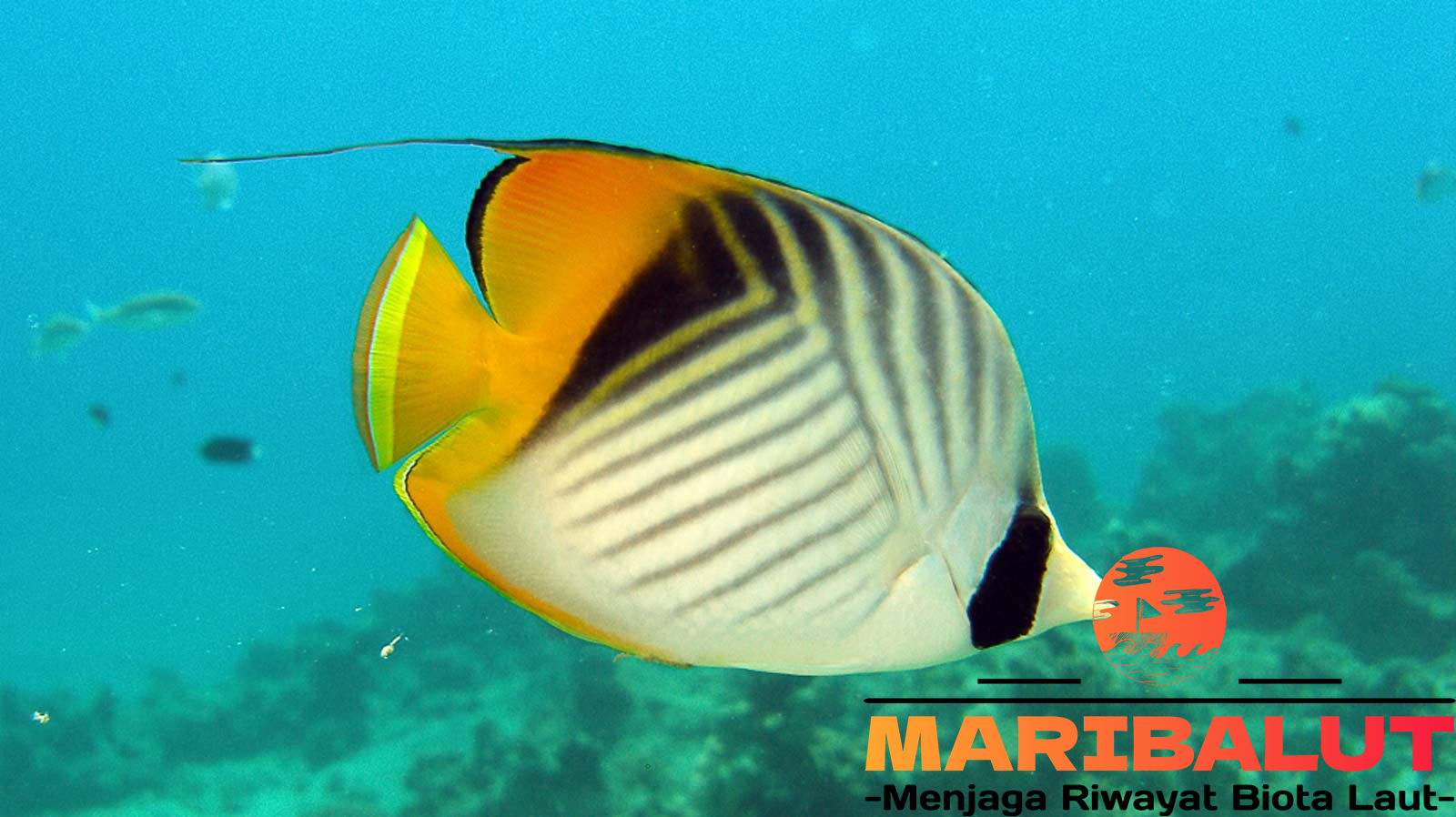 Ikan Butterfly Fish: Habitat, Makanan, dan Perilakunya