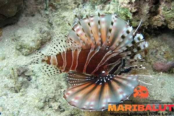 Lion Fish: Keindahan Beracun dari Laut dan Fakta Menarik