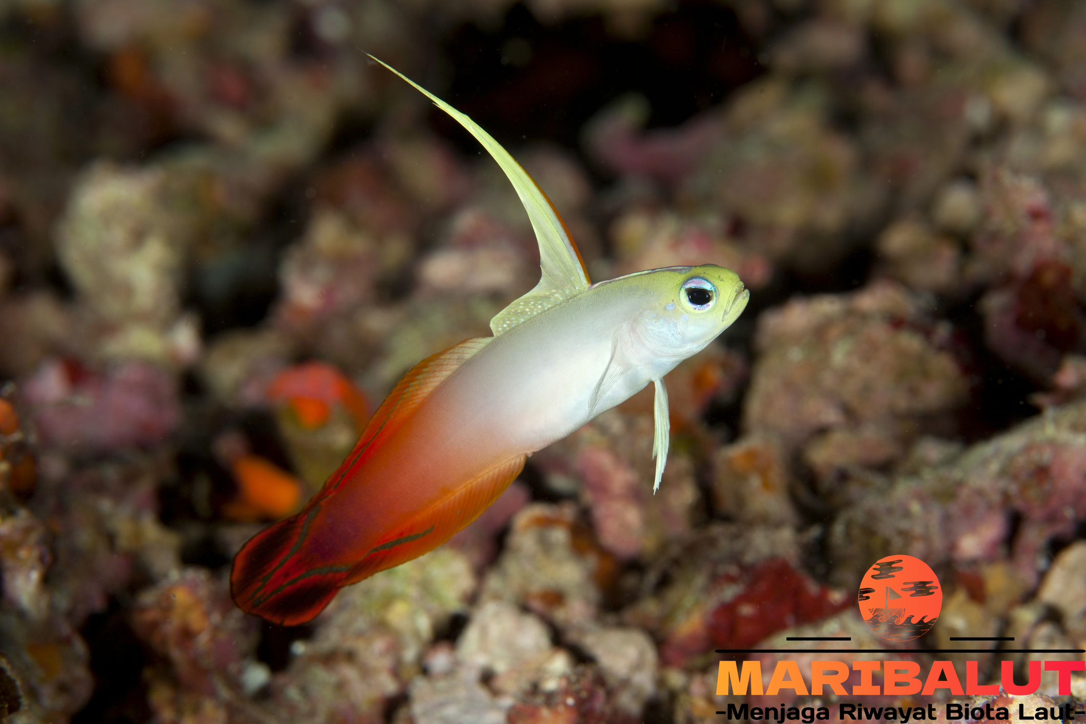 Firefish: Ikan Hias yang Memikat dengan Habitat Asli