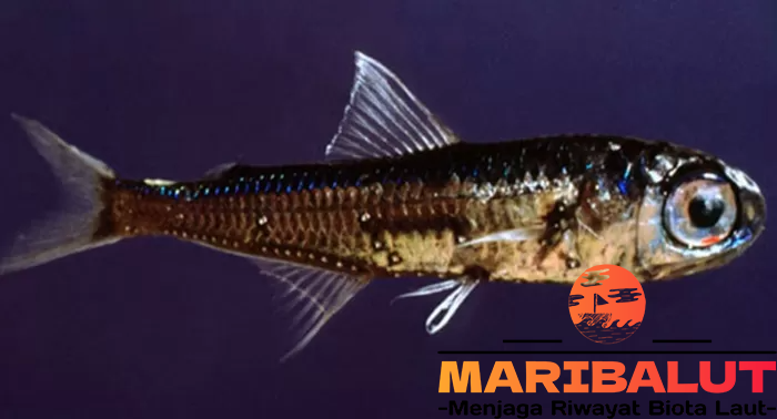 Ikan Lentera: Pesona Cahaya dari Lautan Dalam