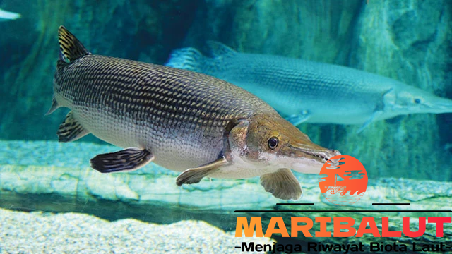 Ikan Longnose Gar: Predator Air Tawar dengan Moncong Unik