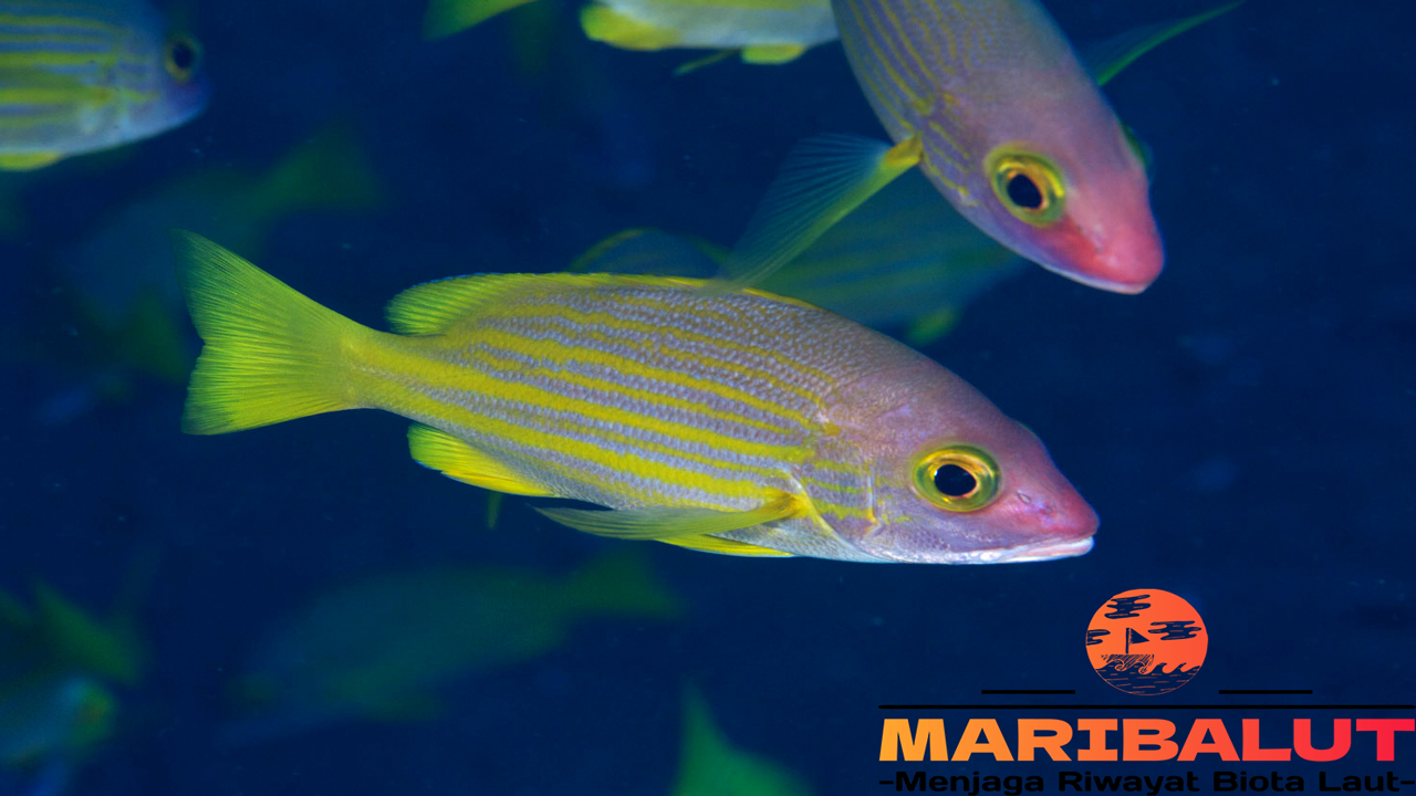 Ikan Badur: Si Kakap Laut dengan Garis Kuning yang Mempesona