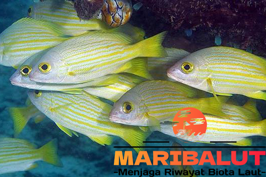 Ikan Badur: Si Kakap Laut dengan Garis Kuning yang Mempesona