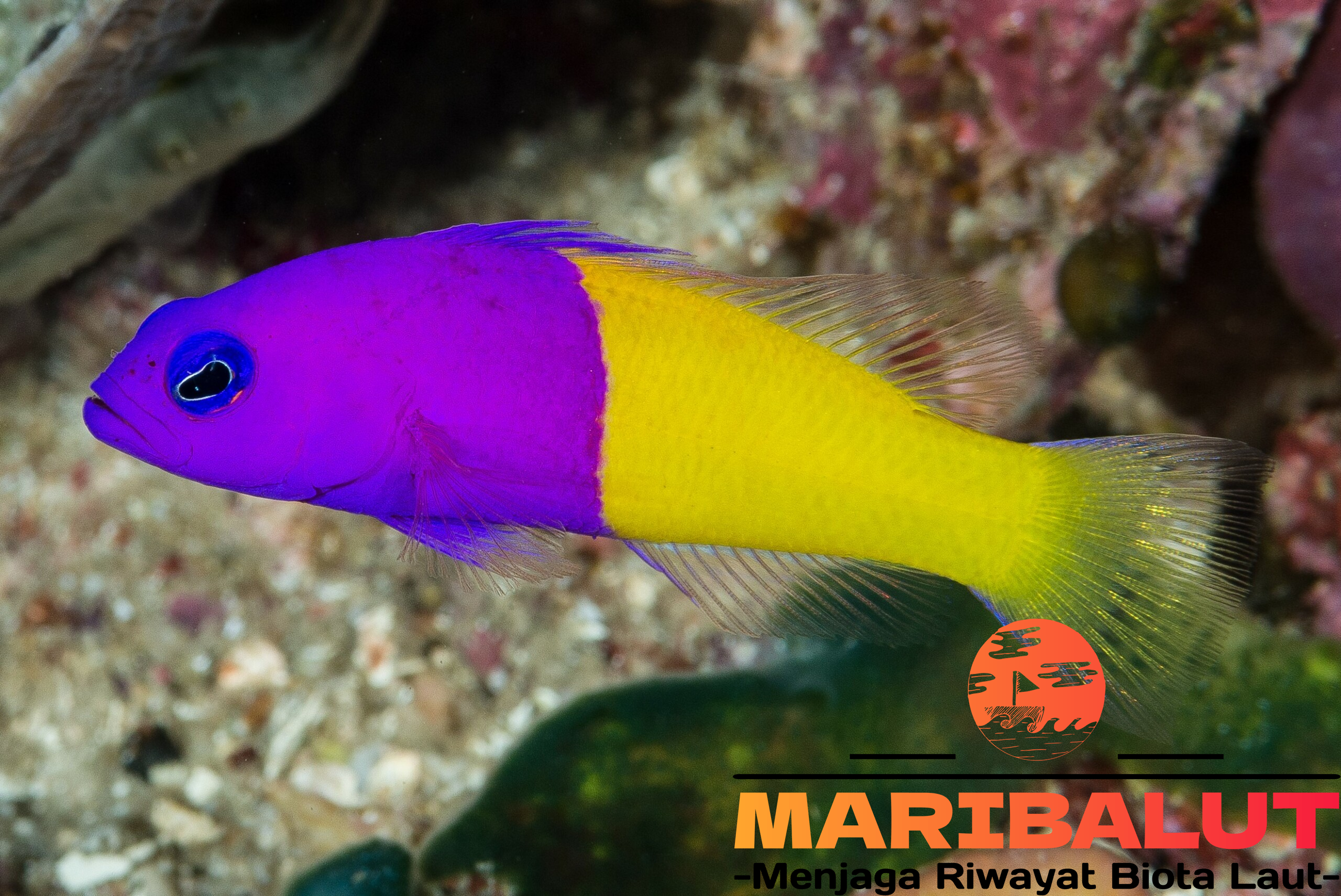 Dottyback: Ikan Hias Berwarna Cerah dengan Karakter Unik