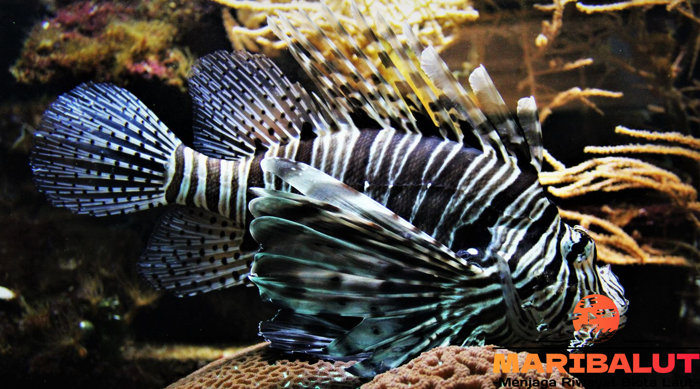 Lion Fish: Keindahan Beracun dari Laut dan Fakta Menarik