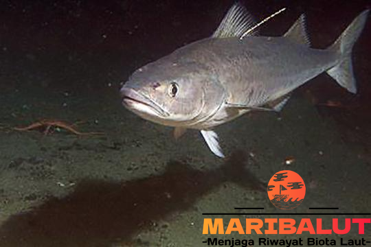 Ikan Sablefish: Habitat Asli di Laut dan Ciri-Ciri Uniknya yang Perlu Diketahui
