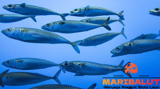Ikan Mackerel: Dari Lautan Tropis hingga Samudera Atlantik