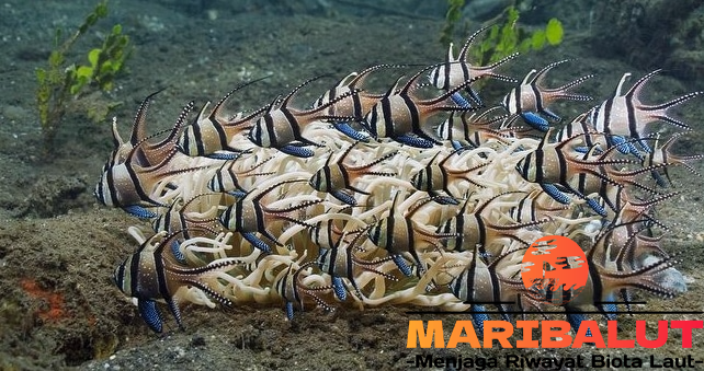 Ikan Banggai: Keindahan dan Cara Merawat Ikan Endemik