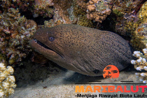 Armang: Belut Moray yang Menyebar di Perairan Indo-Pasifik