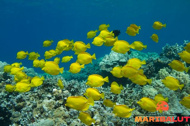 Yellow Tang: Habitat Terumbu Karang yang Menakjubkan