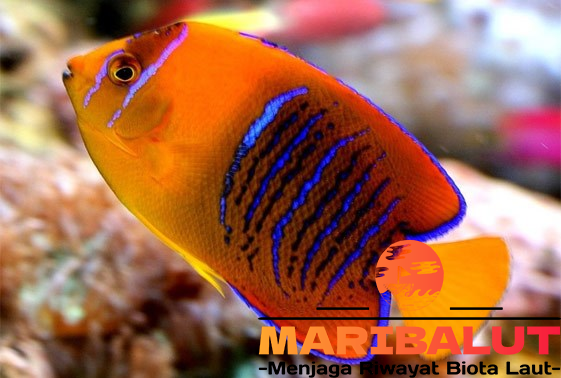 Clarion Angelfish: Mengenal Habitat Asli dan Keunikan Ikan Ini