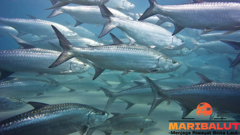 efox-shop.com. Ikan Tarpon: Eksplorasi Habitat Aslinya dan Peran Pentingnya. Ikan Tarpon adalah salah satu spesies ikan yang unik dan menarik perhatian banyak peneliti maupun pemancing profesional. Dikenal dengan tubuhnya yang besar dan kemampuannya melompat keluar dari air saat dipancing, ikan ini menjadi daya tarik tersendiri di kalangan penggemar olahraga memancing. Namun, keistimewaan ikan ini tidak hanya terbatas pada fisiknya yang kuat dan perilakunya yang unik, tetapi juga perannya yang signifikan dalam ekosistem laut. Artikel ini akan mengeksplorasi habitat asli ikan ini serta bagaimana mereka beradaptasi dan berkontribusi pada kelangsungan ekosistem tempat mereka tinggal. Habitat Asli Ikan Tarpon Di Mana Ikan Tarpon Tinggal? Ikan Tarpon dapat ditemukan di berbagai habitat perairan, mulai dari perairan laut hingga sungai-sungai besar yang bermuara ke lautan. Mereka umumnya lebih menyukai daerah-daerah pesisir dengan air yang jernih dan dangkal. Perairan muara, laguna, dan hutan bakau adalah tempat favorit ikan ini , terutama karena daerah-daerah ini menyediakan banyak makanan dan tempat berlindung. Ikan ini tersebar luas di wilayah Atlantik barat, termasuk Teluk Meksiko, Karibia, dan pantai timur Amerika Tengah hingga Amerika Selatan. Selain itu, ikan ini juga dapat ditemukan di beberapa wilayah Asia Tenggara dan Pasifik Barat. Sebaran yang luas ini menunjukkan kemampuan adaptasi ikan ini yang luar biasa terhadap berbagai kondisi lingkungan. Perairan Dangkal dan Hutan Bakau: Rumah Terbaik Ikan Tarpon Ikan Tarpon lebih menyukai perairan dangkal dengan kedalaman sekitar 1 hingga 3 meter, di mana mereka bisa berburu mangsa dengan lebih efisien. Hutan bakau, laguna, dan muara menjadi habitat ideal bagi ikan ini karena struktur lingkungan yang kompleks, menyediakan tempat persembunyian yang aman dari predator dan area untuk berburu mangsa seperti ikan-ikan kecil, krustasea, dan serangga air. Lingkungan hutan bakau juga memiliki keanekaragaman hayati yang tinggi, yang mendukung kehidupan berbagai spesies ikan dan invertebrata. Kehadiran ikan ini di habitat ini menunjukkan betapa pentingnya ekosistem bakau dalam mendukung kehidupan laut dan menjaga keseimbangan ekosistem. Adaptasi Ikan Tarpon terhadap Lingkungannya Kemampuan Beradaptasi dengan Perubahan Salinitas Salah satu kemampuan adaptasi yang paling menonjol dari ikan Tarpon adalah kemampuannya untuk beradaptasi dengan perubahan salinitas air. Mereka dapat hidup di perairan dengan salinitas rendah (air payau) maupun tinggi (air laut). Ini memungkinkan mereka untuk bermigrasi dari laut ke sungai atau sebaliknya, tergantung pada kebutuhan hidup mereka. Kemampuan ini juga membantu mereka untuk menemukan habitat yang lebih aman atau lebih kaya makanan saat kondisi lingkungan berubah. Kemampuan Bernapas di Udara Ikan Tarpon memiliki organ pernapasan tambahan yang dikenal sebagai swim bladder, yang berfungsi layaknya paru-paru. Adaptasi ini sangat berguna ketika ikan ini berada di perairan yang miskin oksigen, seperti di laguna atau muara dengan kandungan organik tinggi. Mereka akan naik ke permukaan untuk mengambil udara, dan ini membantu mereka bertahan hidup di lingkungan yang kurang optimal. Peran Penting Ikan Tarpon dalam Ekosistem Predator Puncak di Ekosistemnya Ikan Tarpon adalah salah satu predator puncak di ekosistem pesisir dan muara. Mereka memangsa berbagai jenis ikan kecil, krustasea, dan serangga air, yang berfungsi untuk mengontrol populasi mangsa mereka. Dengan menjaga keseimbangan populasi mangsa, ikan ini membantu mencegah ledakan populasi yang bisa merusak keseimbangan ekosistem. Indikator Kesehatan Ekosistem Karena sensitivitasnya terhadap perubahan kualitas air, ikan Tarpon sering dianggap sebagai indikator kesehatan ekosistem. Jika ikan  ini ditemukan dalam jumlah yang banyak di suatu wilayah, ini menandakan bahwa kondisi ekosistem di wilayah tersebut masih terjaga dengan baik. Sebaliknya, jika populasi ikan ini menurun drastis, ini bisa menjadi tanda bahwa kualitas air dan habitat di daerah tersebut sedang terancam. Ancaman terhadap Habitat Ikan Tarpon Meskipun ikan Tarpon memiliki kemampuan adaptasi yang baik, mereka masih menghadapi berbagai ancaman yang dapat mempengaruhi kelangsungan hidup mereka. Dua ancaman utama yang dihadapi ikan ini adalah: Kerusakan Habitat Akibat Pembangunan Pesisir Pembangunan pesisir, reklamasi, dan perubahan fungsi lahan menyebabkan kerusakan habitat alami seperti hutan bakau dan laguna yang menjadi tempat tinggal utama ikan ini. Penangkapan Berlebihan dan Perburuan Meskipun banyak negara telah menetapkan peraturan penangkapan ikan Tarpon, praktik perburuan berlebihan masih terjadi. Selain itu, ikan ini sering tertangkap sebagai hasil tangkapan sampingan dalam perikanan komersial, yang dapat mempengaruhi jumlah populasinya. Upaya Konservasi Ikan Tarpon Berbagai upaya konservasi telah di lakukan untuk melindungi ikan ini dari ancaman-ancaman tersebut. Beberapa inisiatif yang sedang berlangsung antara lain: Penetapan Kawasan Perlindungan Laut Kawasan-kawasan tertentu di tetapkan sebagai area perlindungan di mana penangkapan ikan di larang atau dibatasi. Hal ini memberikan ikan ini kesempatan untuk berkembang biak dan menjaga kelangsungan populasinya. Edukasi dan Kampanye Konservasi Kampanye untuk meningkatkan kesadaran masyarakat tentang pentingnya menjaga ekosistem laut dan pesisir, termasuk habitat ikan ini, telah di galakkan oleh berbagai organisasi lingkungan dan pemerintah. Kesimpulan Ikan Tarpon adalah spesies yang luar biasa dengan kemampuan adaptasi yang tinggi dan peran penting dalam menjaga keseimbangan ekosistem pesisir. Dengan memahami habitat aslinya serta ancaman yang di hadapi, kita dapat melakukan upaya konservasi yang lebih baik untuk melindungi spesies ini dan habitatnya. Upaya pelestarian seperti perlindungan kawasan laut dan pengurangan aktivitas perusakan habitat perlu terus di lakukan agar ikan ini tetap dapat hidup dan berkembang biak di lingkungan aslinya. Dengan menjaga kelestarian ikan ini, kita juga berperan dalam menjaga keanekaragaman hayati dan kesehatan ekosistem laut.