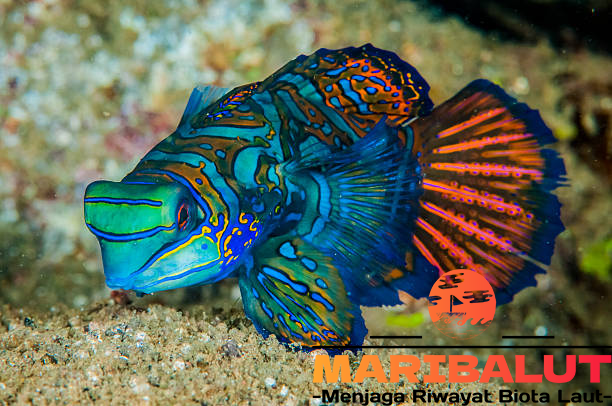 Ikan Mandarin: Keindahan Mandarinfish Di Terumbu Karang