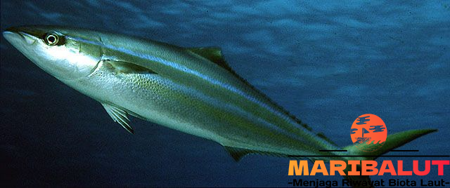 Ikan Sunglir: Menjelajahi Habitat Asli dan Cara Hidupnya di Alam