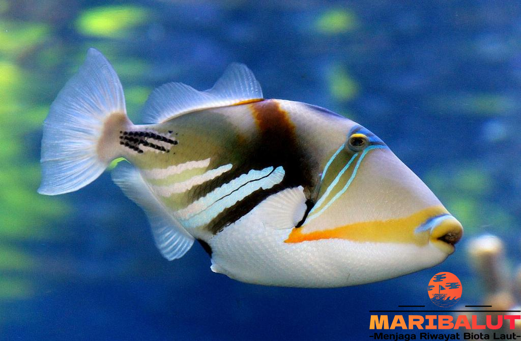 Ikan Huma Huma Trigger: Ikan Karang Eksotis dari Hawaii
