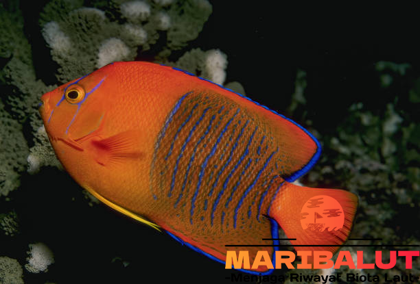 Clarion Angelfish: Mengenal Habitat Asli dan Keunikan Ikan Ini