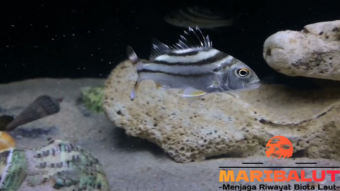 Ikan Kerong-Kerong: Tempat Hidup dan Karakteristiknya