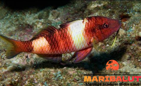 Ikan Swanggi: Temukan Habitat Aslinya di Laut Dalam