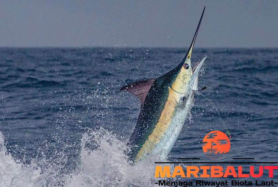 Ikan Marlin: Kenapa Hanya Ditemukan Di Perairan Tertentu