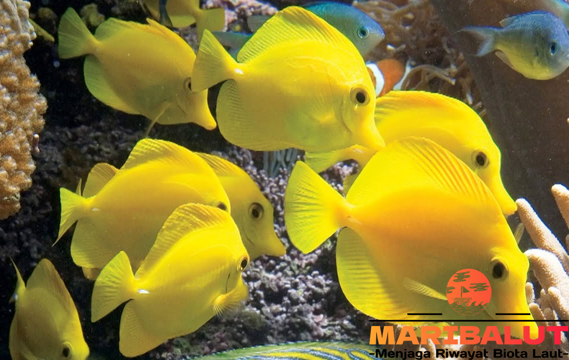 Yellow Tang: Habitat Terumbu Karang yang Menakjubkan