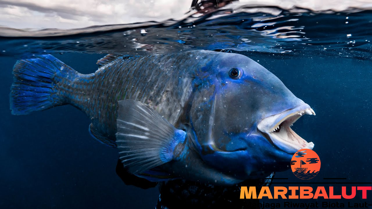 Ikan Keling: Habitat Asli, Ciri Khas, dan Cara Adaptasi di Alam Liar
