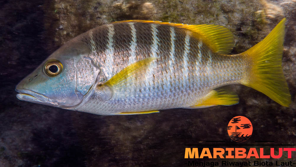 Ikan School Master: Habitat Alami Kehidupan di Terumbu Karang