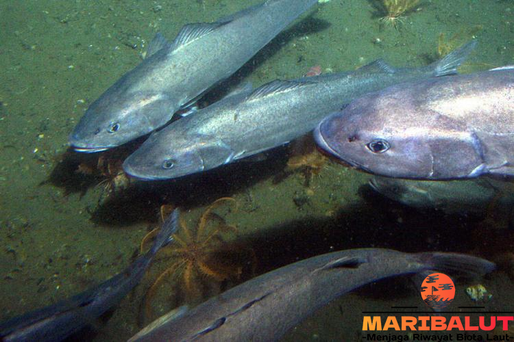 Ikan Sablefish: Habitat Asli di Laut dan Ciri-Ciri Uniknya yang Perlu Diketahui