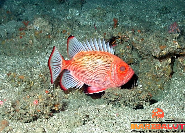 Ikan Swanggi: Temukan Habitat Aslinya di Laut Dalam