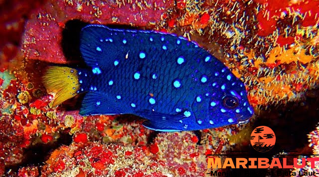 Damselfish: Keindahan Ikan Laut di Terumbu Karang