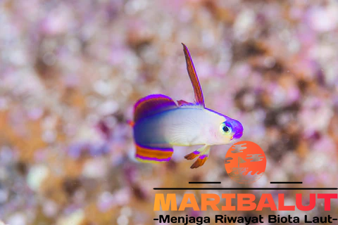 Firefish: Ikan Hias yang Memikat dengan Habitat Asli