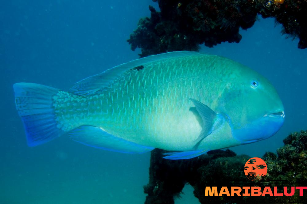 Ikan Keling: Habitat Asli, Ciri Khas, dan Cara Adaptasi di Alam Liar
