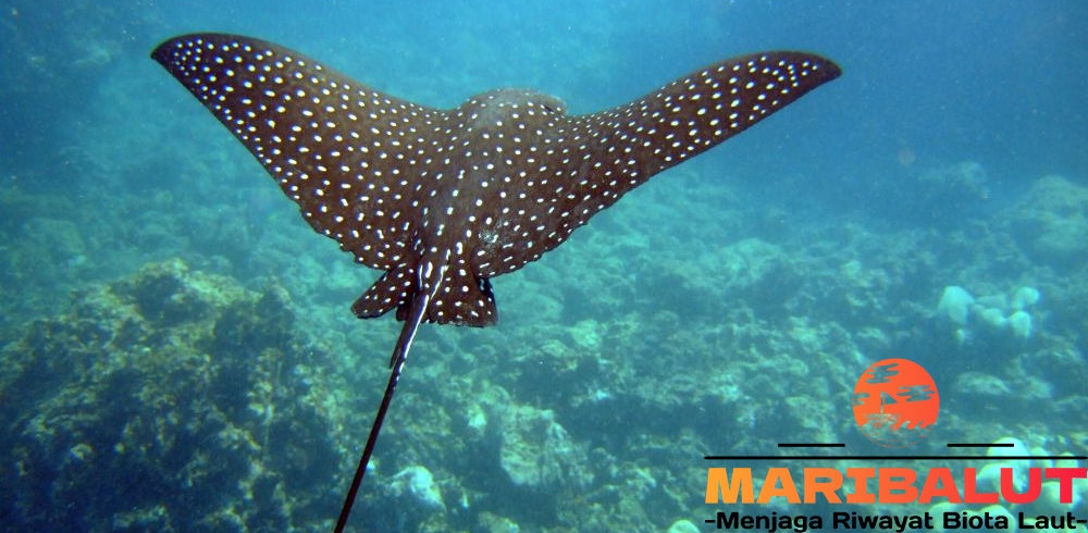 Pari Elang Tutul: Fakta Menarik Tentang Habitat Aslinya