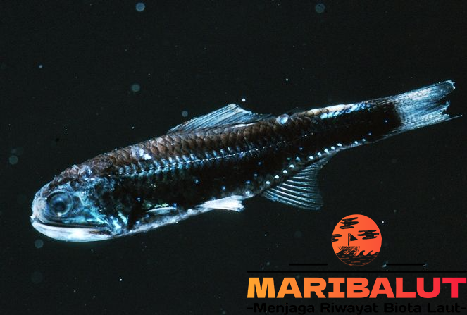 Ikan Lentera: Pesona Cahaya dari Lautan Dalam