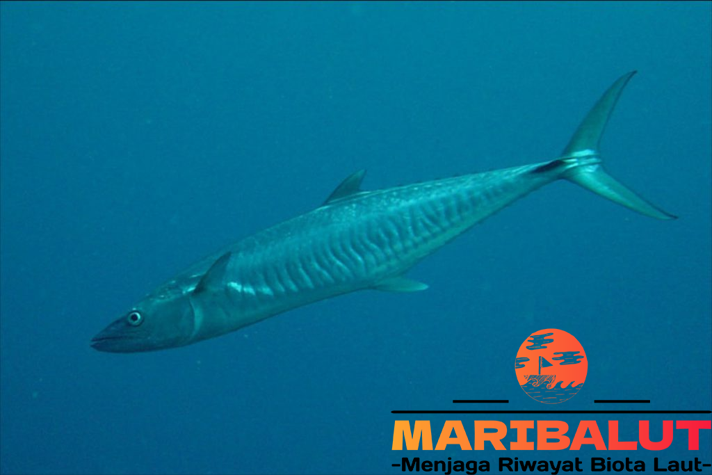 Ikan Tenggiri Batang: Inilah Habitat Alami dan Fakta Menariknya!
